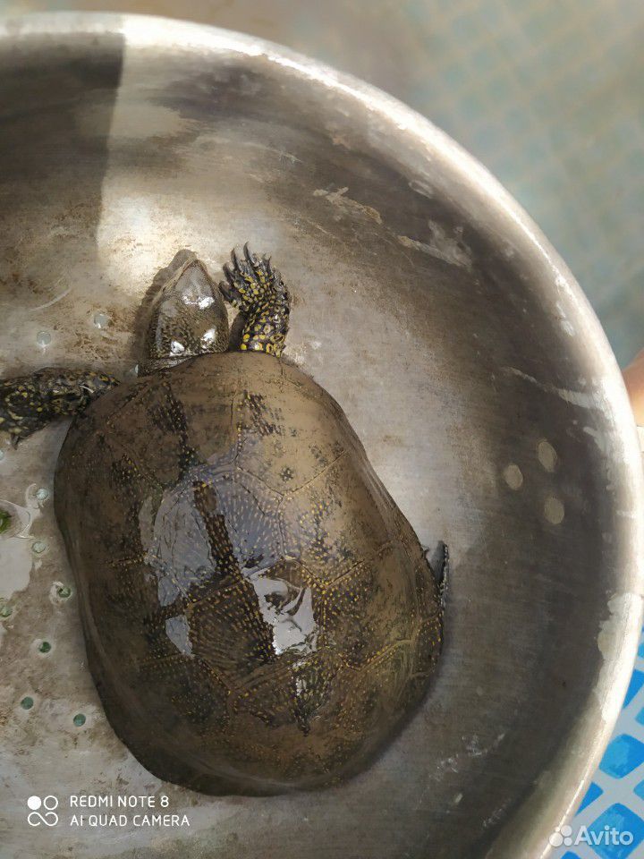 Черепаха болотная купить на Зозу.ру - фотография № 1