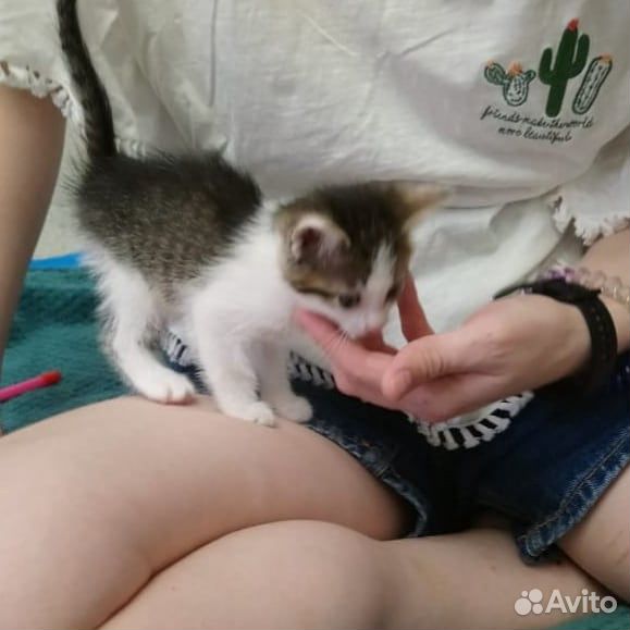 Котенок милашка Гарри ищет себе семью купить на Зозу.ру - фотография № 4