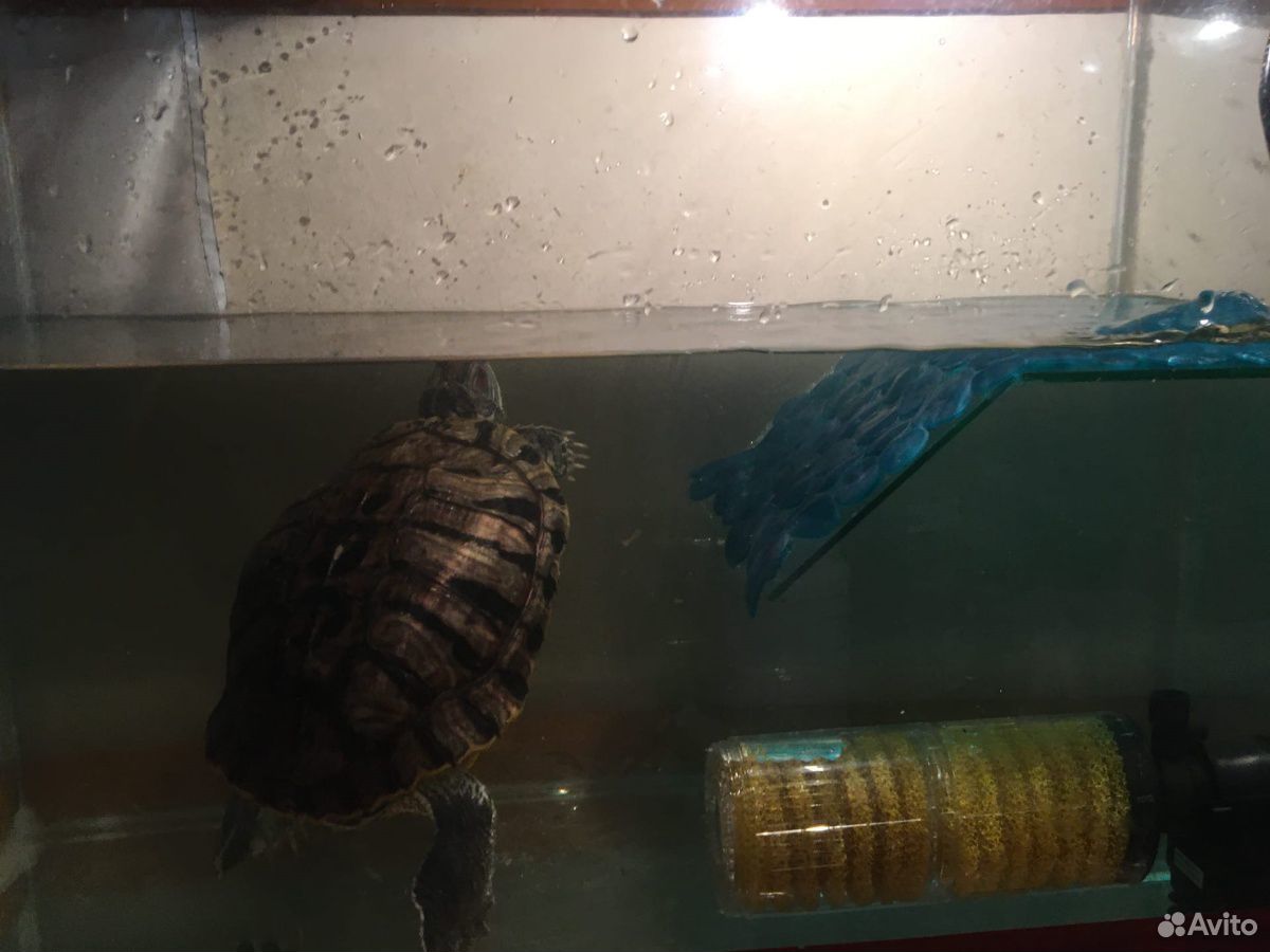 Черепаха красноухая с аквариумом купить на Зозу.ру - фотография № 2