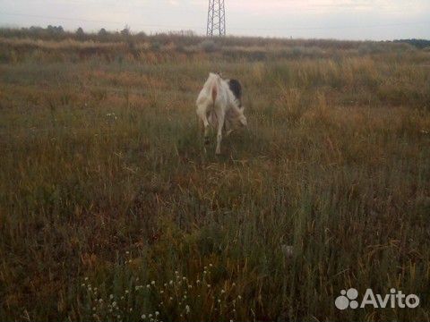 Коза теленка купить на Зозу.ру - фотография № 8
