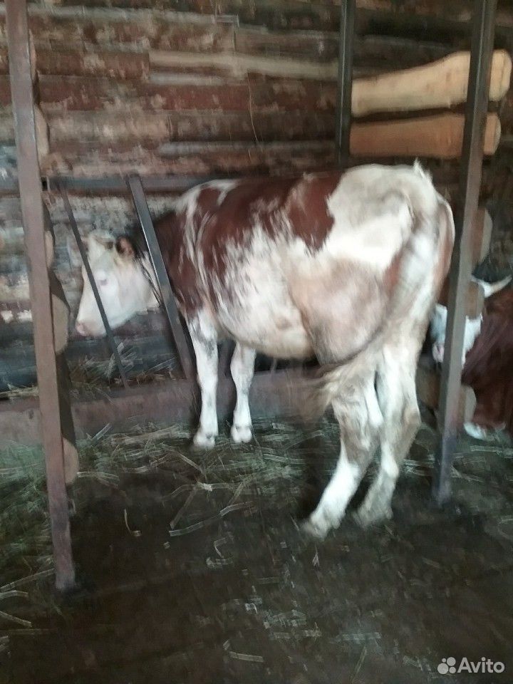 Продам 2-х телок возраст 1 год на корову породы си купить на Зозу.ру - фотография № 3