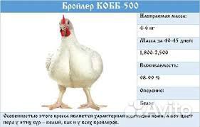 Яйцо кобб 500 купить на Зозу.ру - фотография № 2