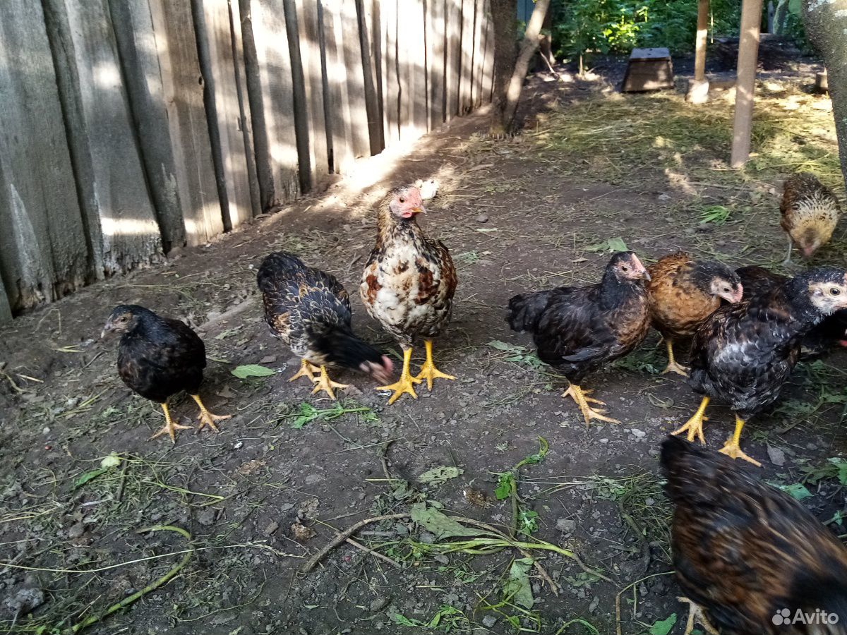 Цыплята месячные (домашних кур несушек) купить на Зозу.ру - фотография № 2