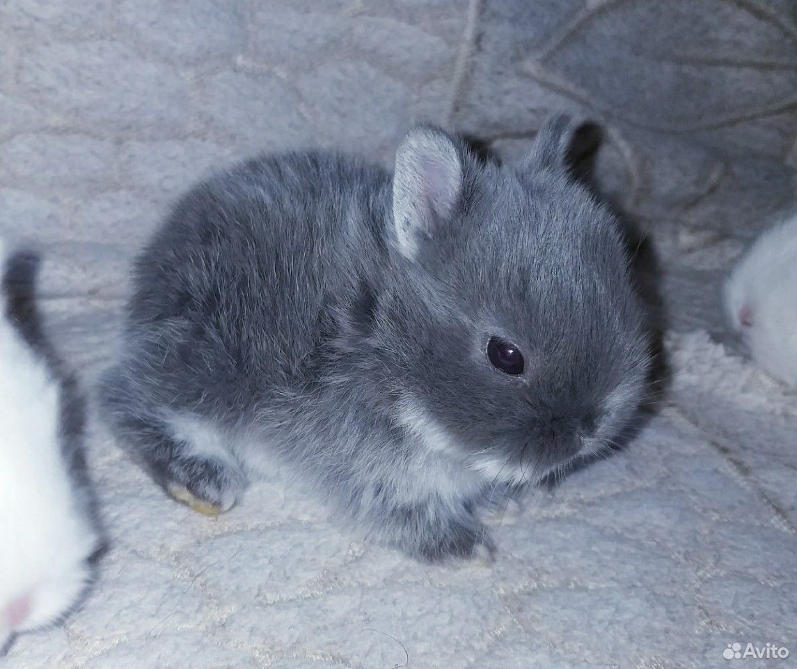 Нидерландские карликовые кролики купить на Зозу.ру - фотография № 7