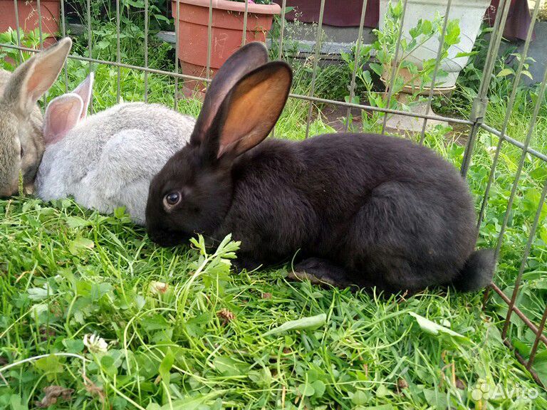 Купить кроликов в алтайском. Серый великан кролик. Кролик 1.5 месяца. Кролики купить в Нижнем Тагиле.