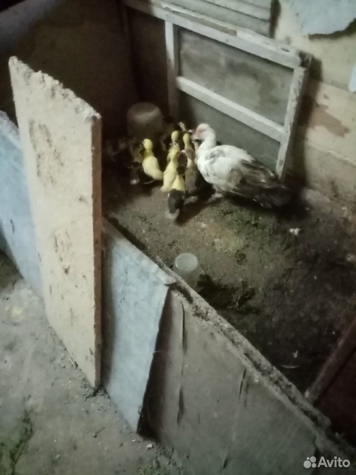 Цыпленок утка купить на Зозу.ру - фотография № 1