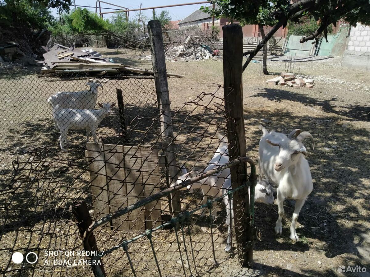 Козлята за 5 коз все девочки купить на Зозу.ру - фотография № 4
