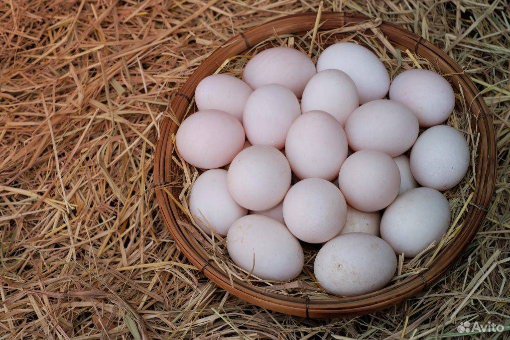 Купить мускусных яйца инкубационные яйца. Инкубационное яйцо индоутки. Индоутка яйца. Инкубационные яйца голандскаяхохлатая. Яйцо индоутки фото.