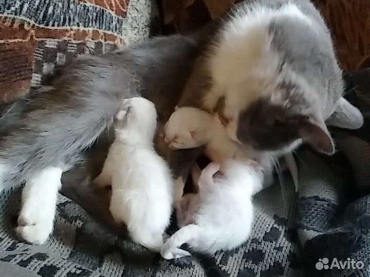 Котятки новорожденные беленькие купить на Зозу.ру - фотография № 6