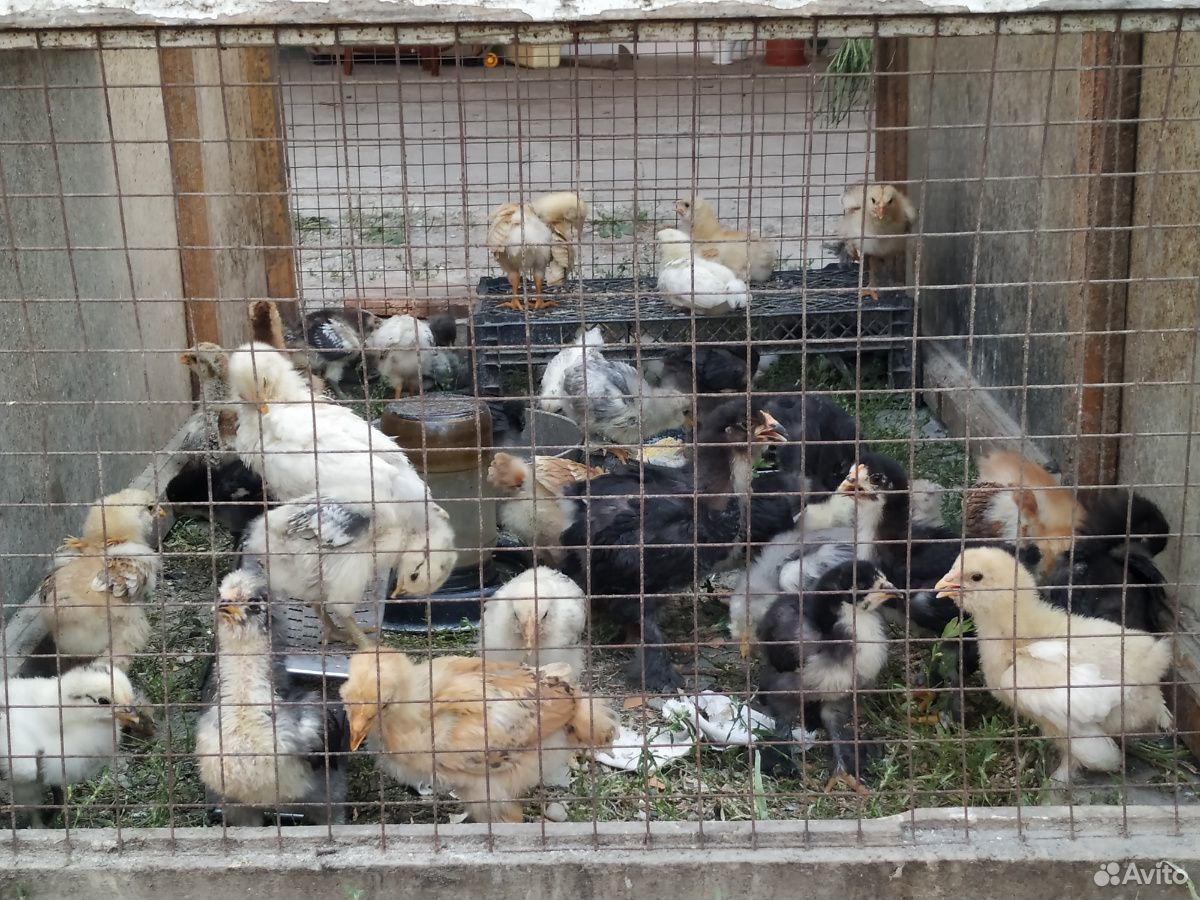 Цыплята, куры купить на Зозу.ру - фотография № 7