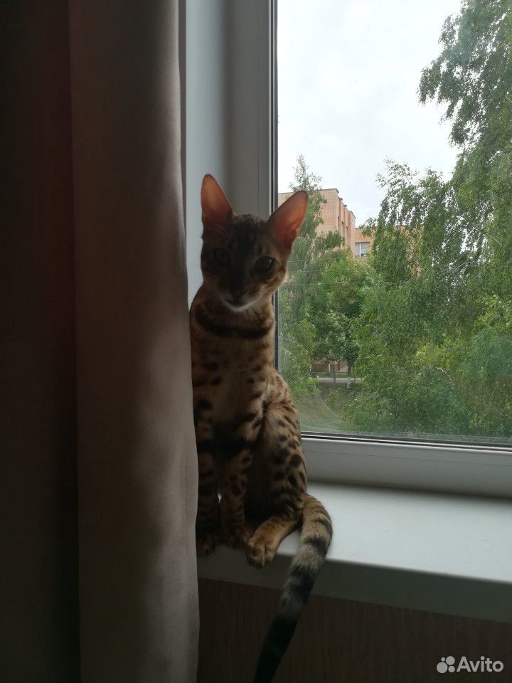 Бенгальский кот на вязку купить на Зозу.ру - фотография № 6