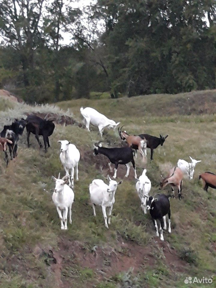 Продаются высокоудойные козы купить на Зозу.ру - фотография № 5