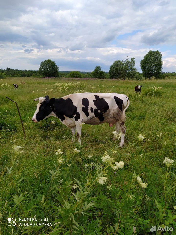 Корово доения купить на Зозу.ру - фотография № 5