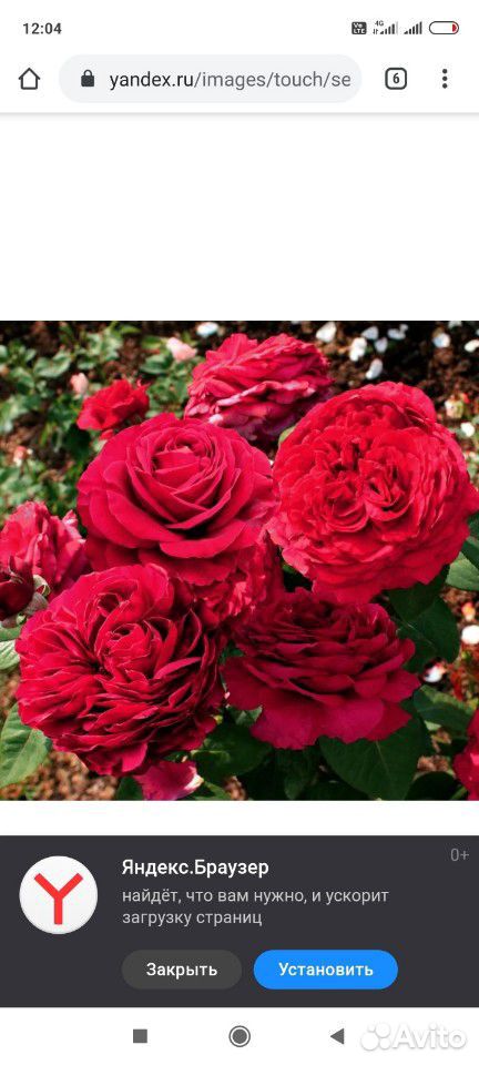 Розы купить на Зозу.ру - фотография № 5