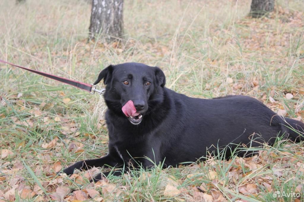 Черная собака Герда в добрые руки из приюта купить на Зозу.ру - фотография № 3