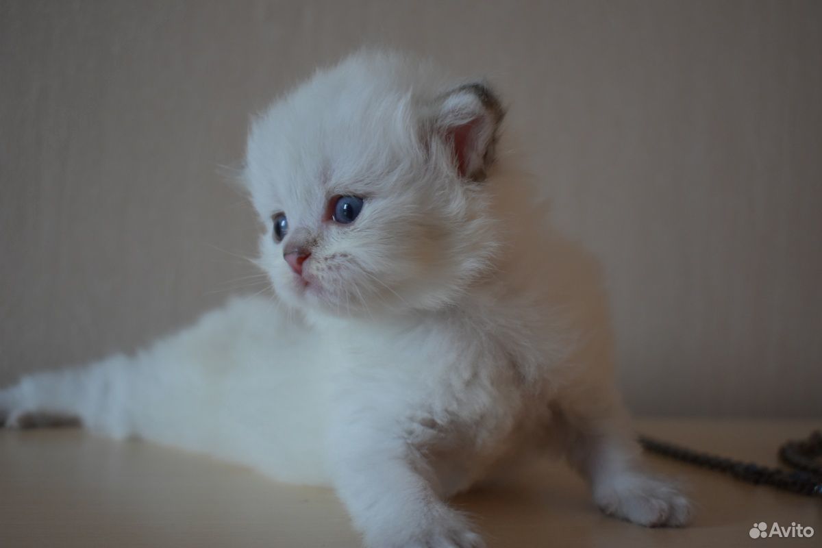 Британский котенок купить на Зозу.ру - фотография № 2