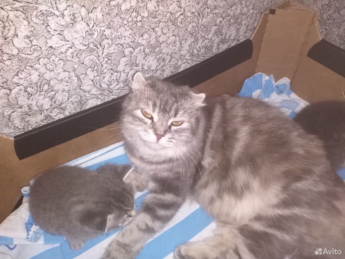 2 шотландских, вислоухих котёнка купить на Зозу.ру - фотография № 2