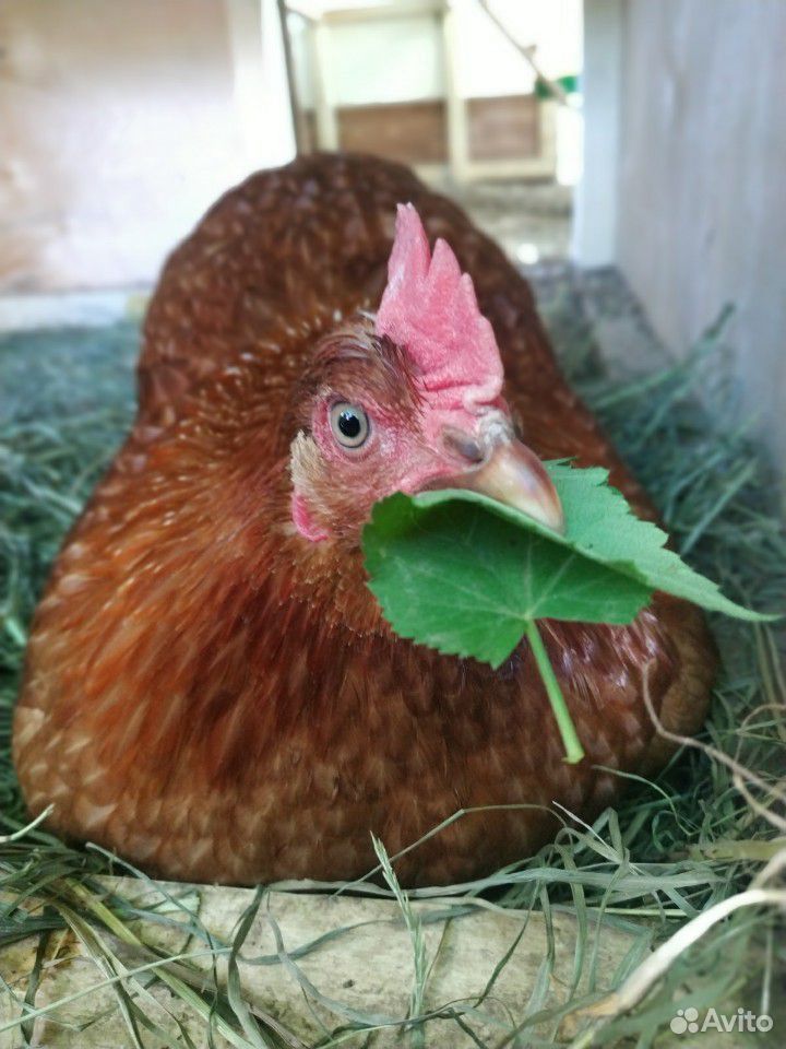 Яйцо диетическое от своих курочек купить на Зозу.ру - фотография № 2