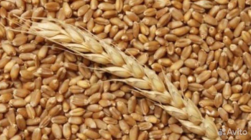 Закупка Пшеницы, ячменя, кукурузы, гороха купить на Зозу.ру - фотография № 1