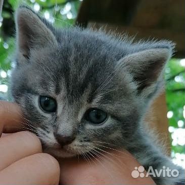 Котята в добрые руки бесплатно купить на Зозу.ру - фотография № 5