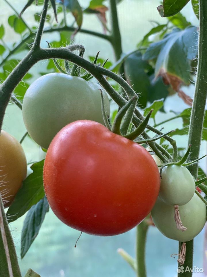Домашние помидоры купить на Зозу.ру - фотография № 6
