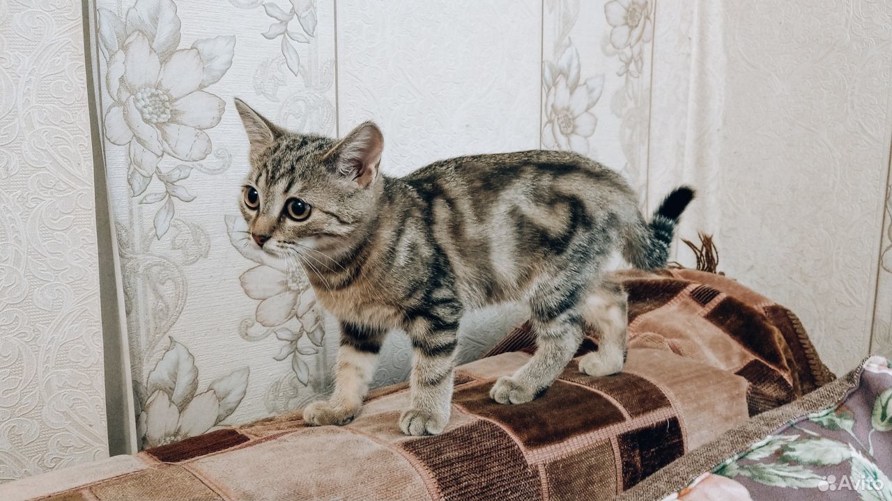 Очаровательный котёнок в добрые руки купить на Зозу.ру - фотография № 3