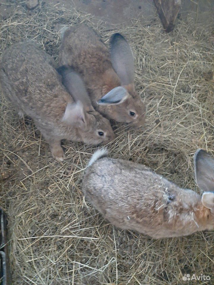 Кролихи с крольчатами купить на Зозу.ру - фотография № 9