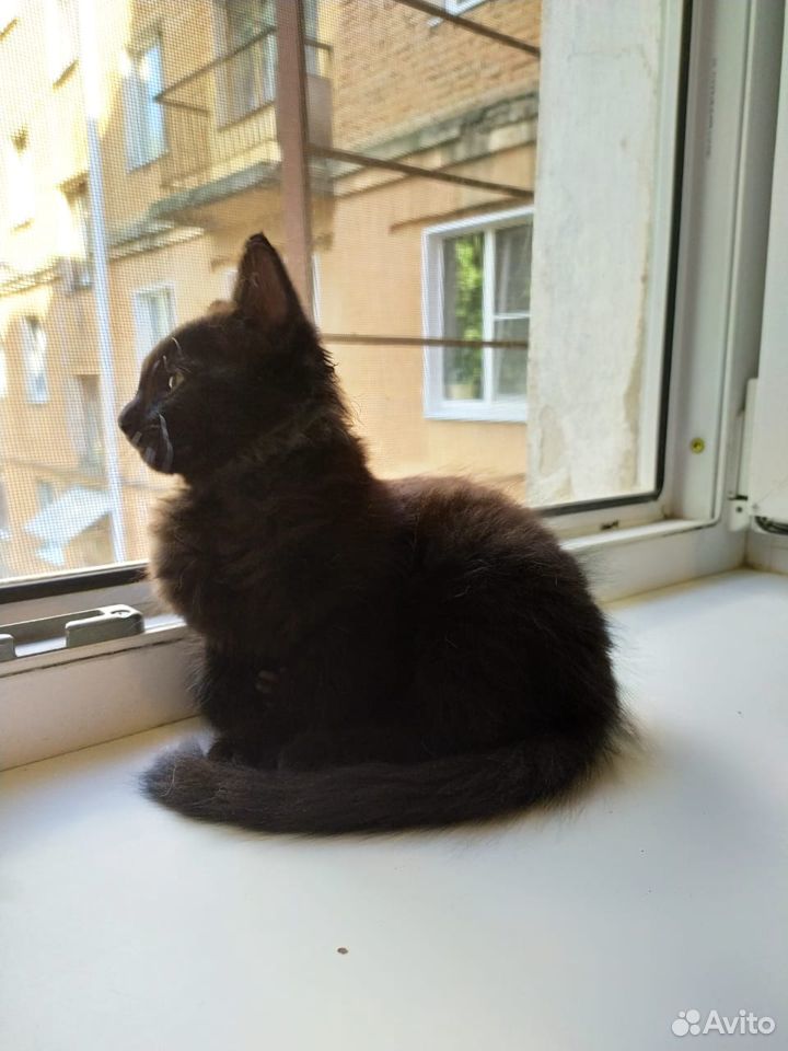 Черные котята 2 месяца купить на Зозу.ру - фотография № 4