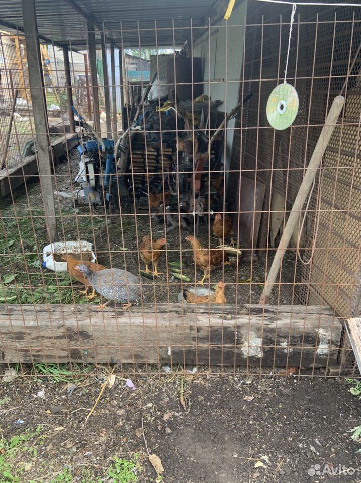 Цыплята кучинской купить на Зозу.ру - фотография № 2