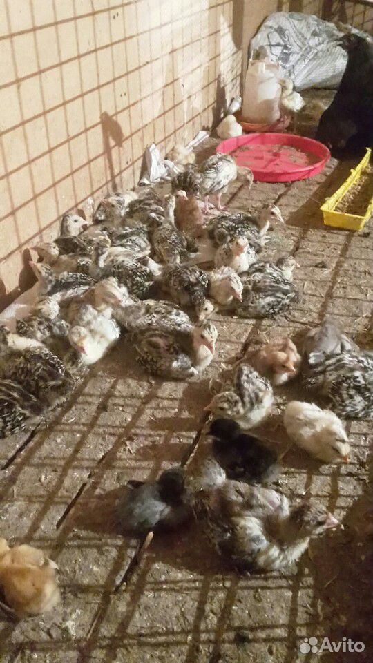 Цыплята (несушки) 20 суток купить на Зозу.ру - фотография № 1