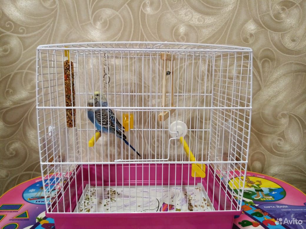 Волнистые попугайчики самец и самка купить на Зозу.ру - фотография № 3