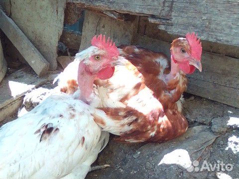 Цыплята Французской голошейки купить на Зозу.ру - фотография № 2
