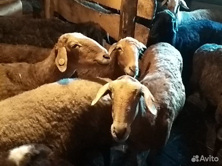 Овцы на курбан купить на Зозу.ру - фотография № 3