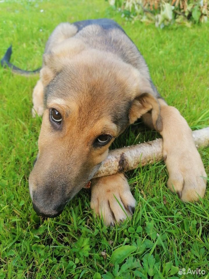 Собака-щенок 3-4 месяца,ищет хозяина купить на Зозу.ру - фотография № 1