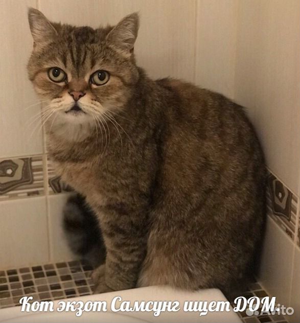 Кошки в семью купить на Зозу.ру - фотография № 1