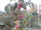 Саженцы плодово-ягодные объявление продам