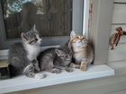 Котята рамонской кошки объявление продам