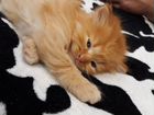 Помесь персидской кошки объявление продам