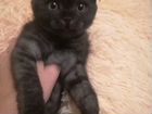 Шотландский котенок девочка объявление продам