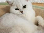 Британский котенок (серебристая шиншилла) объявление продам