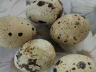 Яйца перепелиные для инкубации объявление продам