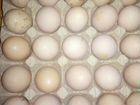 Куры породы Кохинхин, инкубационное яйцо объявление продам
