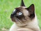 Сиамский кот Лаки 1,5 года в добрые руки объявление продам