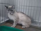 Котик Марсик 1 год усыпленец в клинике объявление продам