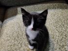 Котятки-Симпатяги объявление продам