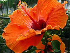 Комнатное растение Гибискус "Sunshine Orange"