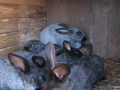 Кролик-акселерат серебристый (михайловской фермы)