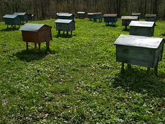 Пчелопакеты,пчелосемьи