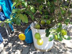 Продаю лимоны Павловские с плодами и без плодов