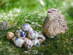 Продам птиц перепелов разных возрастов и яйцо